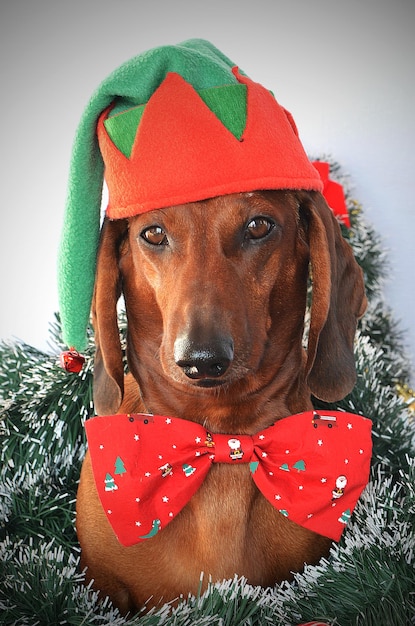 Perro salchicha rojo disfrazado de elfo para Navidad