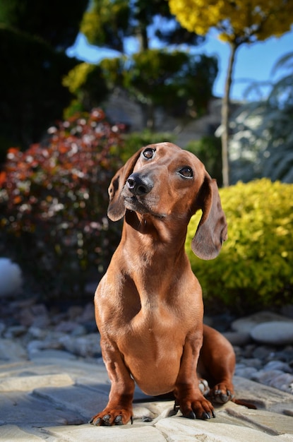 Perro salchicha rojo escucha atentamente