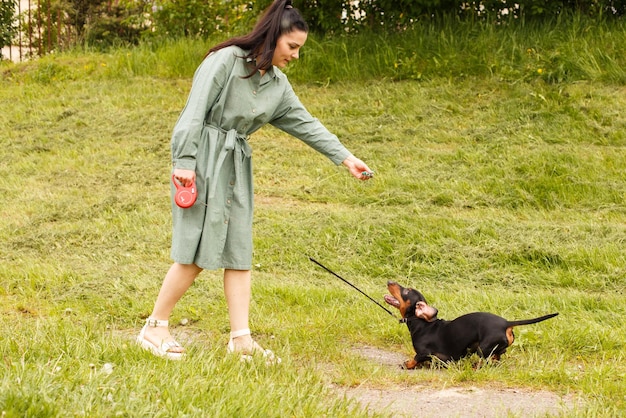 Perro salchicha saltando por un palo en un campo con hierba verde mujer juega con su perro