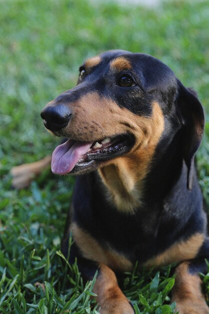 Un perro salchicha tirado en la hierba