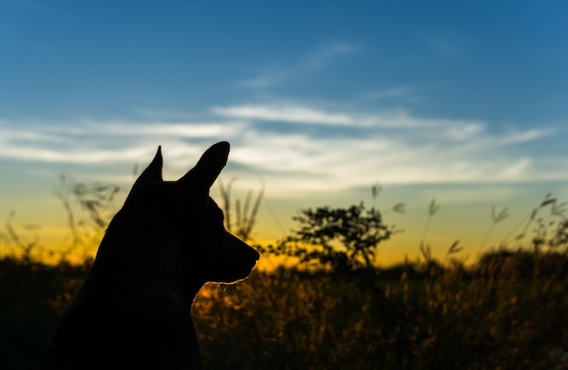 Foto el perro y la salida del sol