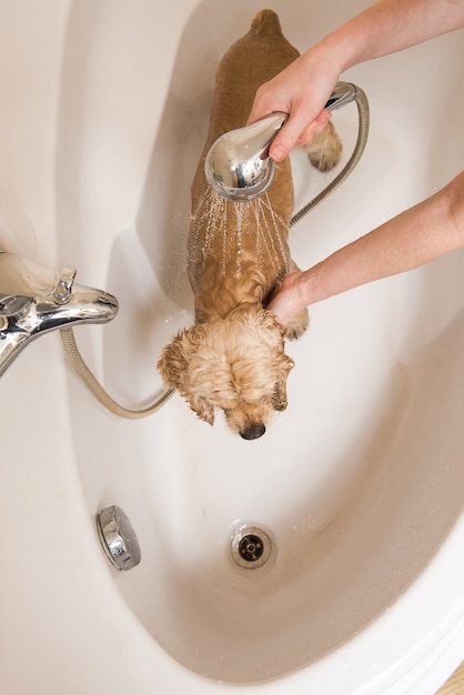 Perro en el salón de aseo con baño.