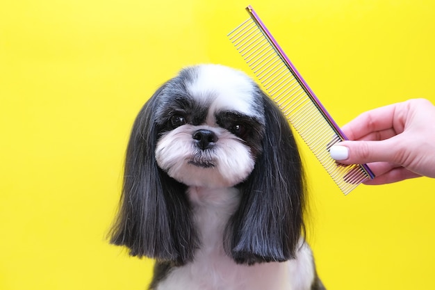 Un perro en un salón de belleza; Corte de pelo, peine. mascota recibe tratamientos de belleza en un salón de belleza para perros. fondo amarillo