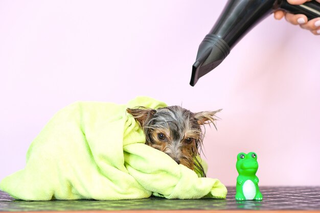 Foto perro en un salón de belleza; corte de pelo, peine, secador de pelo. mascota recibe tratamientos de belleza en un salón de belleza para perros. fondo amarillo