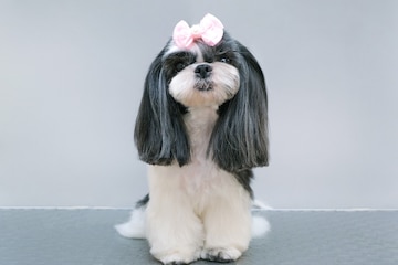 Perro En Un Salón De Peluquería; Corte De Pelo, Peine, Secador De Pelo. La  Mascota Recibe Tratamientos De Belleza En Un Salón De Belleza Para Perros.  Fondo Amarillo Fotos, retratos, imágenes y