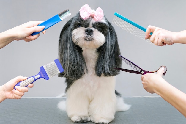 Foto perro en un salón de belleza; corte de pelo, peine, secador de pelo. mascota recibe tratamientos de belleza en un salón de belleza para perros. fondo gris