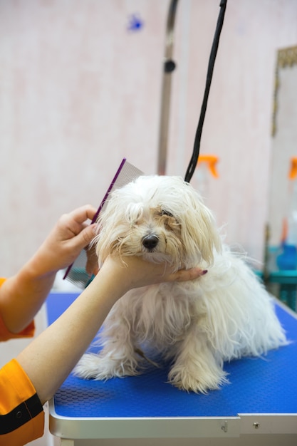 Perro en salón de belleza