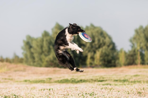 Un perro salta en el aire para atrapar un frisbee.