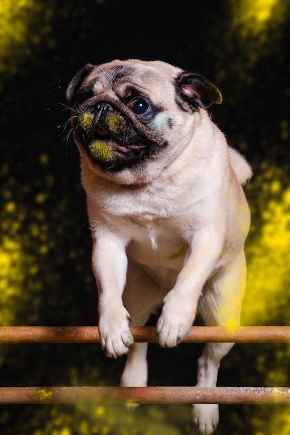 Foto el perro salta de colores sobre un fondo negro.