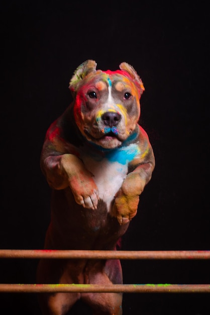 Foto el perro salta de colores sobre un fondo negro.