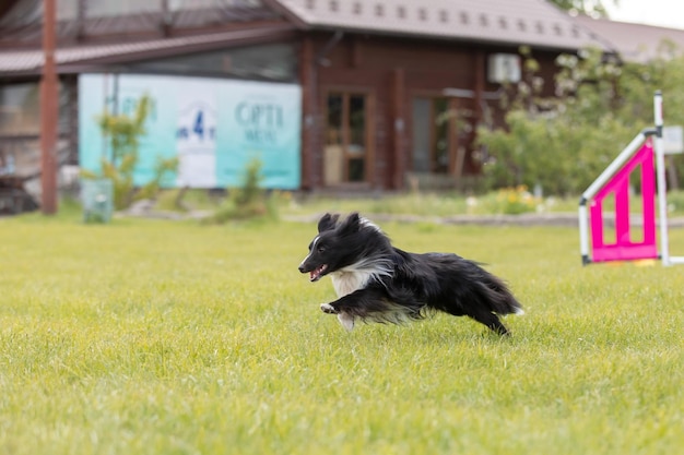 Perro salta sobre un obstáculo de un curso de agilidad Competición de agilidad deporte canino