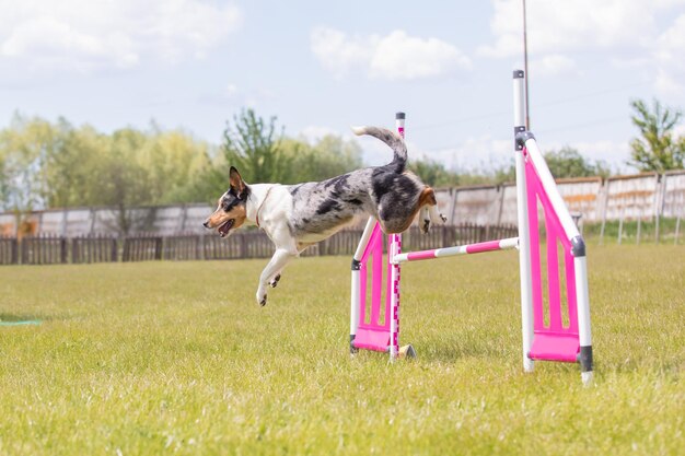 Perro salta sobre un obstáculo de un curso de agilidad Competición de agilidad deporte canino