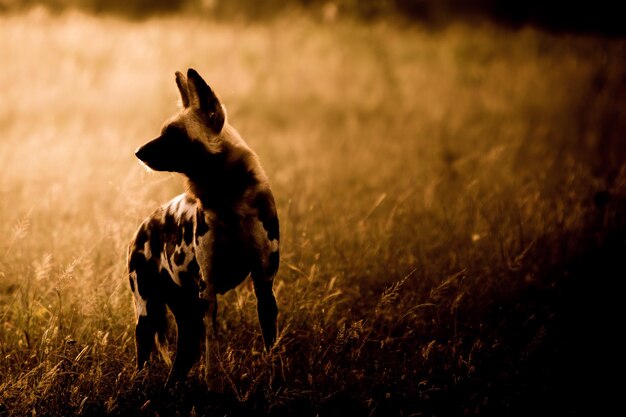 Perro salvaje africano en el campo