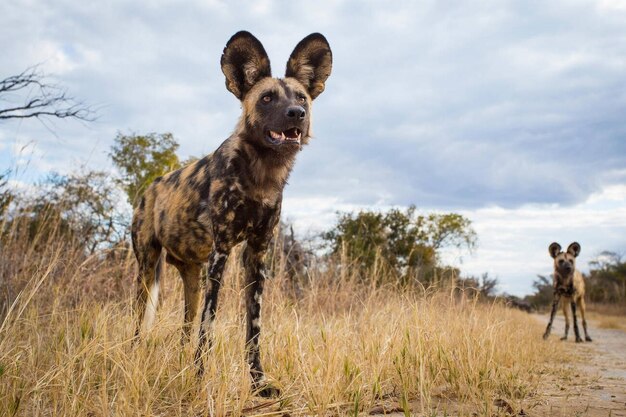 Perro salvaje africano Lycaon pictus de pie en la hierba tomado con cámara remota Parque Nacional Hwange Z