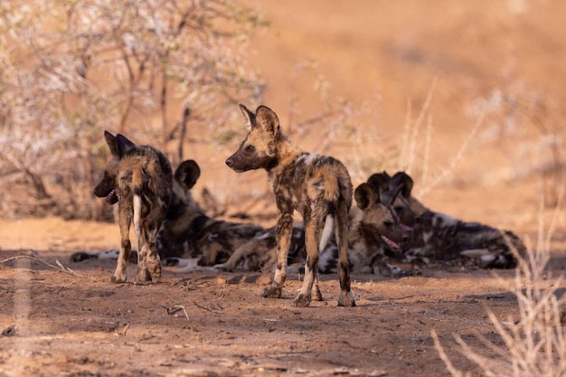 Perro salvaje africano o perro de caza africano o perros pintados africanos Lycaon pictus grupo de jóvenes en cautiverio