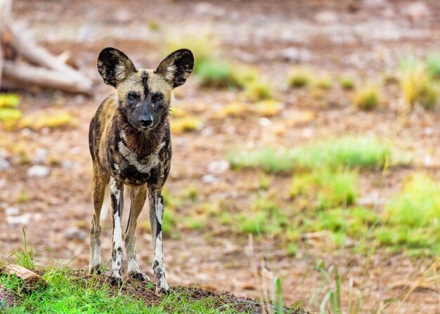 Foto perro salvaje africano de pie mirando a la cámara