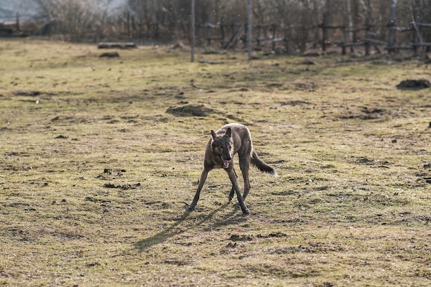 Un perro salvaje de color hiena se encuentra en un campo en primavera Puesta de sol