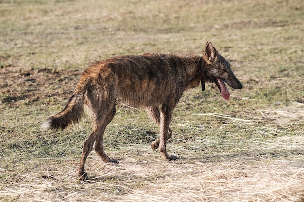 Un perro salvaje de color hiena se encuentra en un campo en primavera Puesta de sol