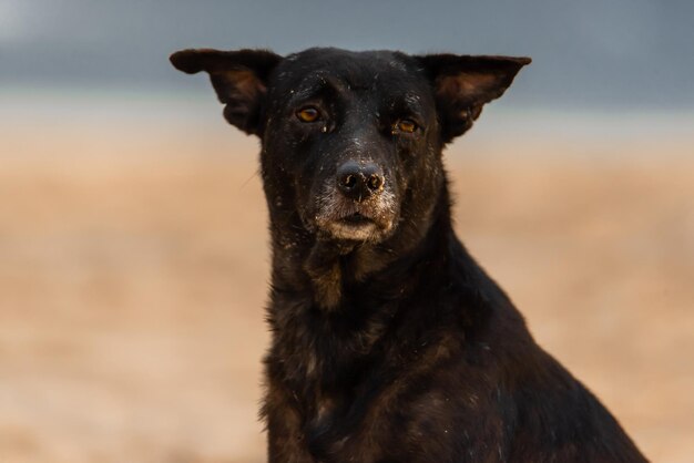 Foto perro salvaje no doméstico quedándose en la playa y mirando a la cámara arena en su cara