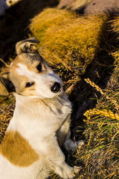 Perro salvaje posando para la cámara