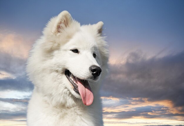 Foto perro samoyed en un jardín