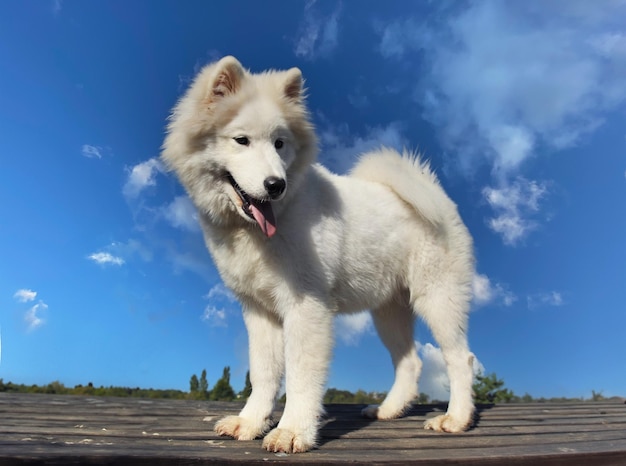 perro samoyed en un jardín