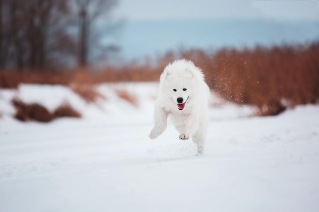 Un perro samoyedo blanco corre por la nieve.