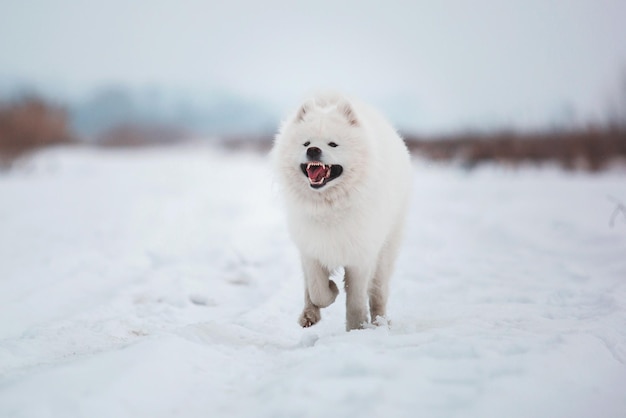 Un perro samoyedo blanco corre por la nieve.