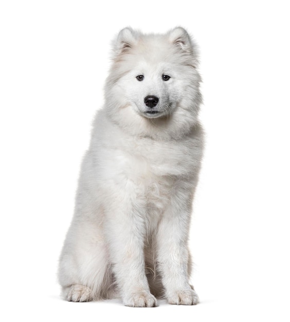 Perro samoyedo blanco sentado aislado en blanco