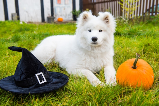 Perro samoyedo blanco con sombrero de bruja con calabaza de halloween. Perro afuera en el parque de otoño con calabazas.