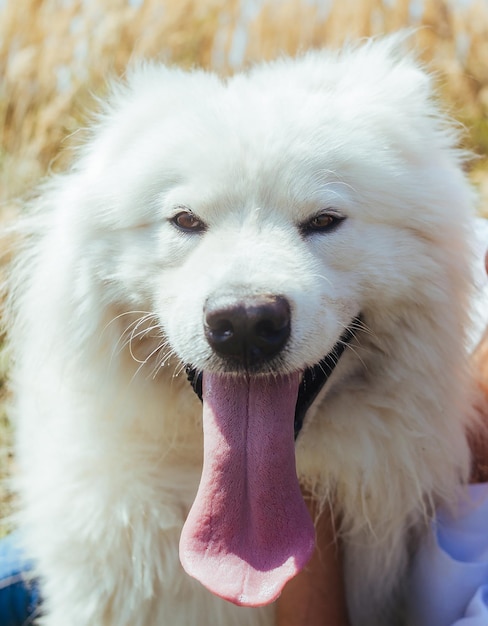 Perro samoyedo blanco