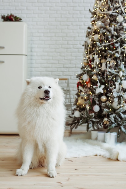 Perro Samoyedo cerca del árbol de Navidad