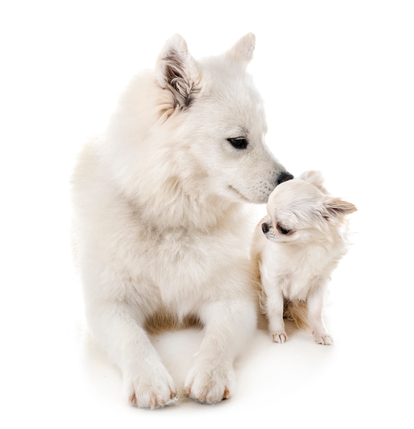 Perro samoyedo y chihuahua