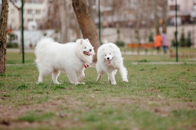 Perro samoyedo corriendo y jugando en el parque. Grandes perros mullidos blancos en un paseo