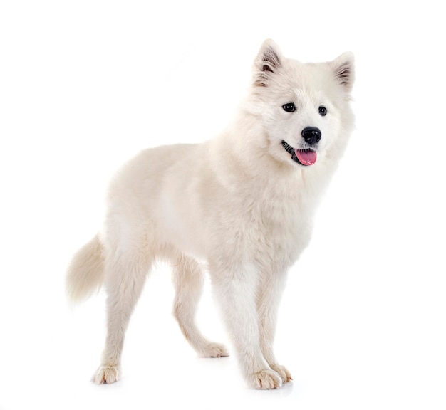 Perro samoyedo en estudio