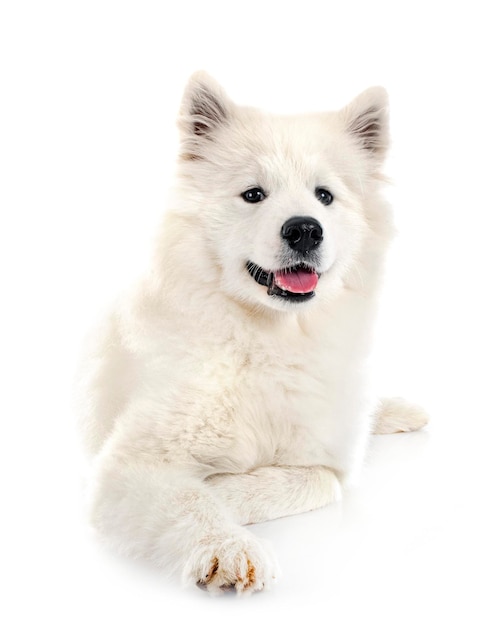 Perro samoyedo en estudio