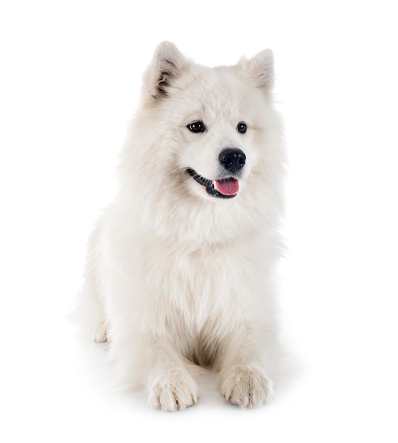 Perro samoyedo en estudio