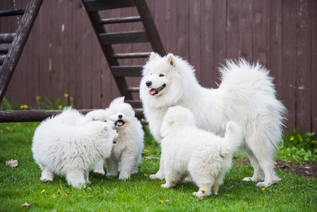 Perro samoyedo hembra con cachorros caminar sobre el césped