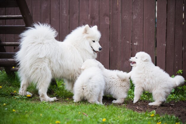 Perro samoyedo hembra con cachorros caminar sobre el césped