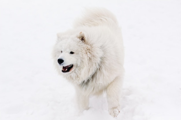 Perro Samoyedo en la nieve en invierno