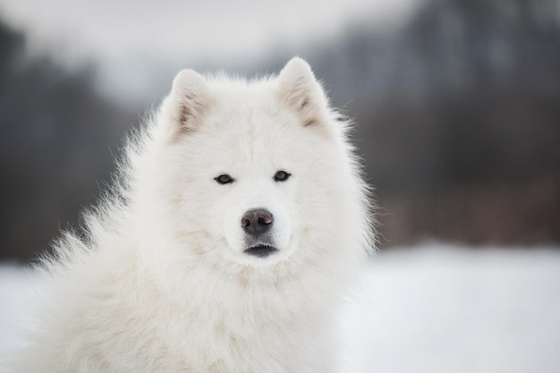 Perro samoyedo en la nieve.