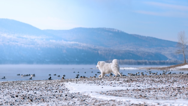 Un perro samoyedo en la orilla del río siberiano caza patos en invierno. Hermoso paisaje