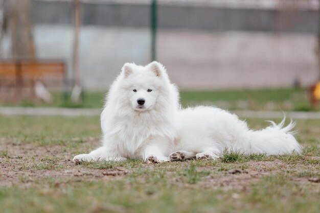 Perro samoyedo en el parque. Gran perro mullido blanco en un paseo