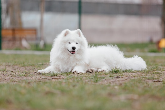 Perro samoyedo en el parque. Gran perro mullido blanco en un paseo