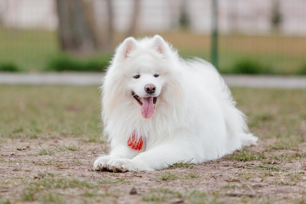 Perro samoyedo en el parque. Gran perro mullido blanco en un paseo