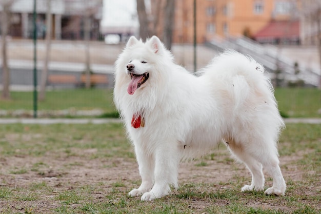 Perro samoyedo en el parque. Gran perro mullido blanco en un paseo