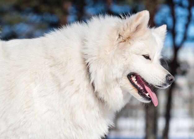 Un perro samoyedo en el parque.