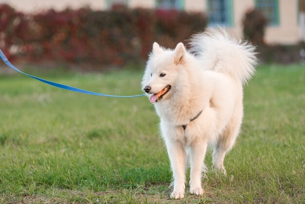 Perro samoyedo en un paseo por el parque en el otoño.