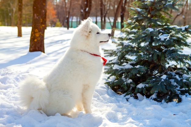 El perro samoyedo de perfil está sentado en la nieve en el parque, haciendo órdenes. Mascota obediente