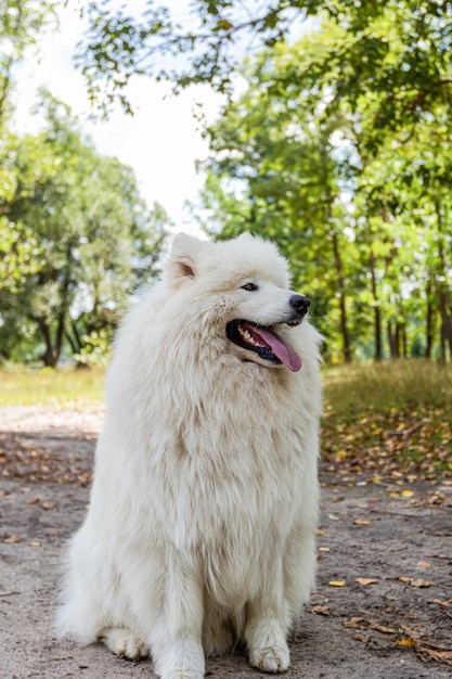 Perro Samoyedo Retrato Temas de animales